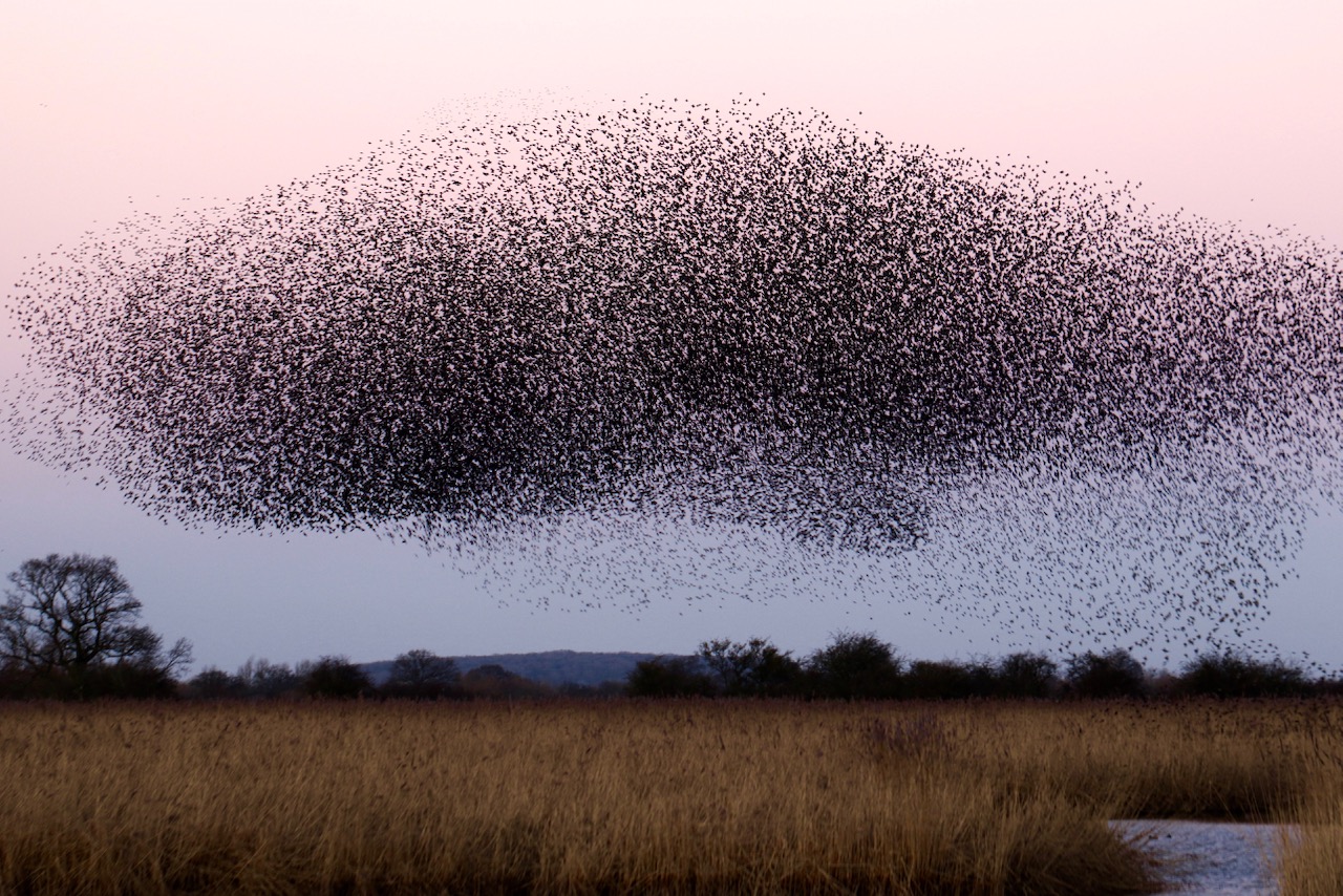 swarm