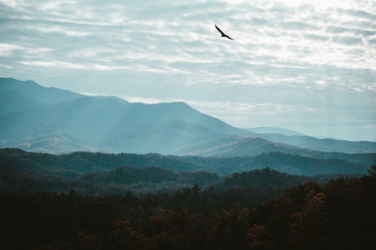 Vulture soaring over Appalachian mountains